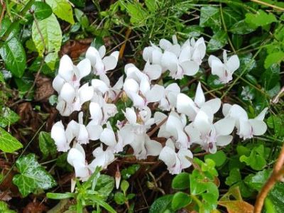 Konzert im September